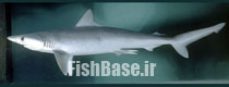 Rhizoprionodon acutus >> کوسه شیری