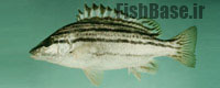 Rhynchopelates oxyrhynchus