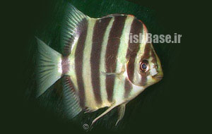 Scatophagus tetracanthus >> اسکاتی