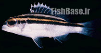 Scolopsis lineata >> گوازیم مخطط