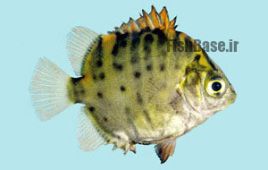 Selenotoca multifasciata >> اسکات خط نقطه ای