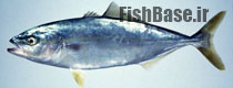 Seriola quinqueradiata >> گیش ژاپنی