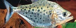 Serrasalmus hollandi