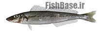 Sillaginodes punctatus >> شورت ماهی