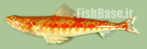 Synodus rubromarmoratus >> حسون ماهی