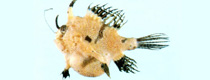 Tathicarpus butleri >> قورباغه ماهی باتلر