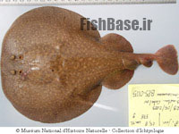 Torpedo marmorata >> سپرماهی برقدار