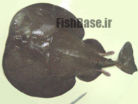 Torpedo nobiliana >> سپرماهی برقدار