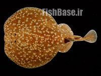 Torpedo panthera >> سپرماهی برقدار