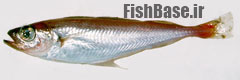 Trisopterus esmarkii >> ماهی لب کلفت نروژی