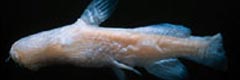 Trogloglanis pattersoni گربه‌ماهی کور بی‌دندان