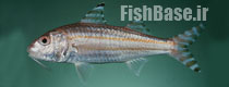Upeneus taeniopterus >> بزماهی