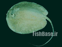 Urogymnus asperrimus >> شلاق ماهی خارپشت