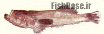 Xenocephalus elongatus