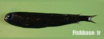 Xenodermichthys copei