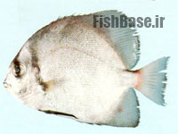 Zabidius novemaculeatus >> خفاش ماهی 