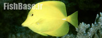 Zebrasoma flavescens >> جراح ماهی زرد
