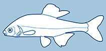 Acheilognathidae