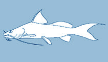 Bagridae