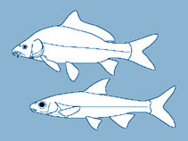 Cyprinidae