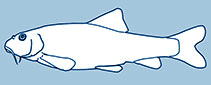 Gobionidae