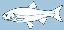 Leuciscidae