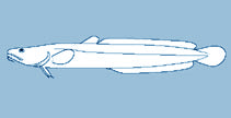 Lotidae