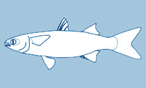 Mugilidae
