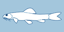 Nemacheilidae