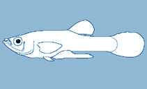 Poeciliidae