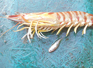 میگوی ببری سبز
