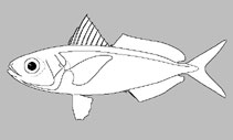Ariommatidae