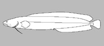 Bythitidae