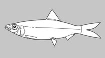 Dussumieriidae