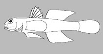Gobiidae