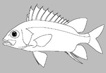 Holocentridae