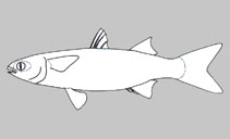 Mugilidae