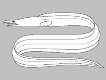 Muraenesocidae 