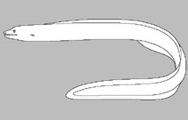 Muraenidae