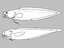 Ophidiidae