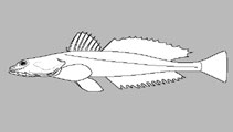 Platycephalidae