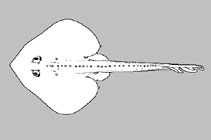 Rajidae