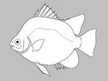Scatophagidae