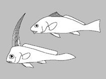 Sciaenidae