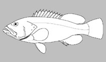 Serranidae