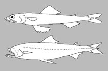 Synodontidae