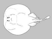 Torpedinidae