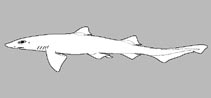 Triakidae 