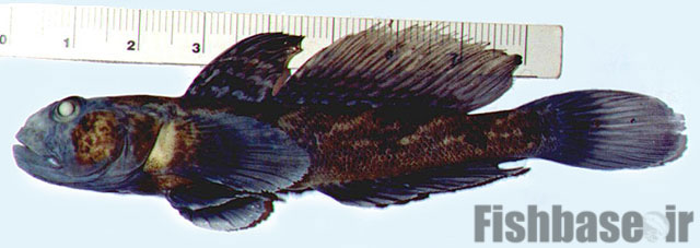 ماهی کلمه
