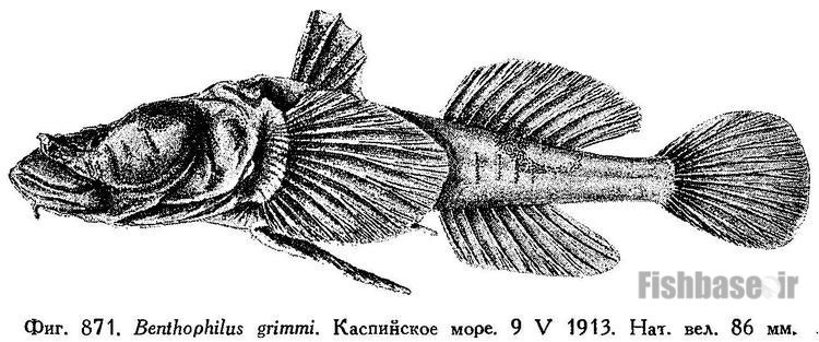 گاوماهی بچه قورباغه‌ای Benthophilus leobergius